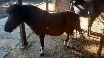 HORSE PONY