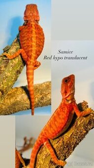Agama vousatá red samice