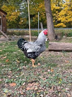 Kohout wyandotka velká