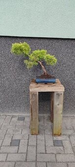 Bonsai, bonsaj, jalovec v misce