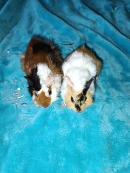 Rozetové morčátka samičky