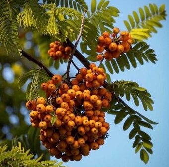 Koupím Jeřabinu stromek/sazenici