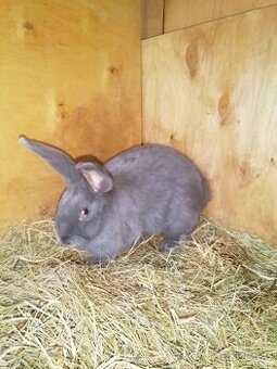 Moravský modrý ..... prodám.