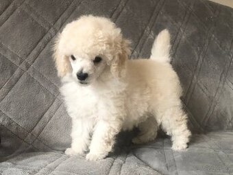 Pudl bílý Toy s PP