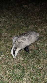 Prodám jezevčí sádlo