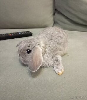 Zakrslý beránek králíček + očkování