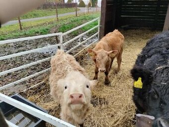 Koupím tele jalovicku