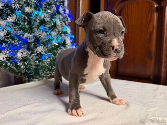 Americký stafordšírský terier