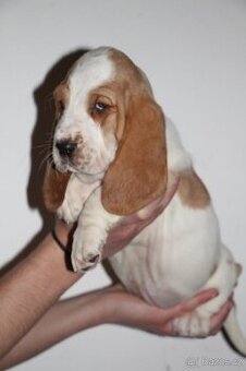 Basset hound-baset
