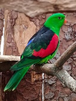 Papoušek červenokřídlý