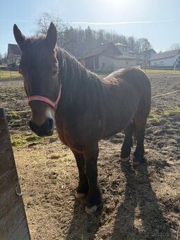 Prodám polského chladnokrevníka