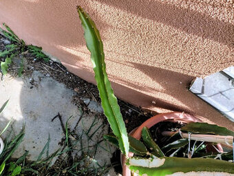 Pitahaya - Hylocereus Undatus - řízky na prodej