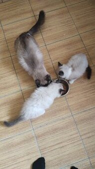 Posledni volny kocourek ragdola hleda milujici domov