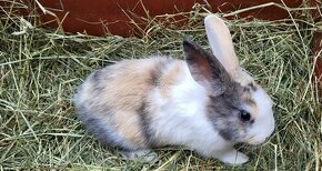 Zakrslý králík samicka
