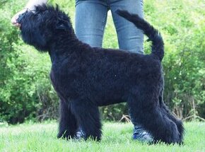 Čierny ruský teriér, šteňa.