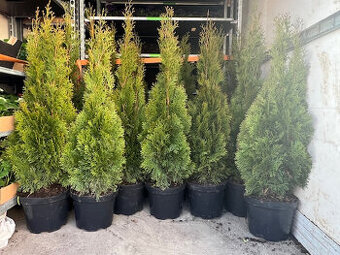 Prodám Thuje Smaragd  velikost 100-110cm AKCE 129Kc
