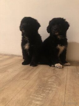 Labrador x Border kolie