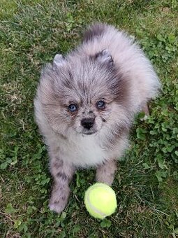 Pomeranian fešák