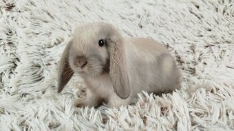 Zakrslý beránek, králíček, králík - RICKY