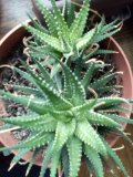Haworcie,aloe,pryšec