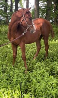 TOP Quarter horse - 1