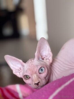 SPHYNX koťátko bez PP