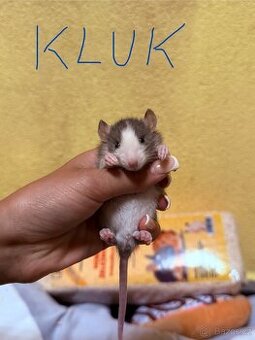 Potkan dumbo
