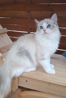 Kočička ragdoll s PP