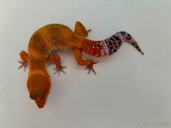 Gekončík noční Tangerine samice 27g