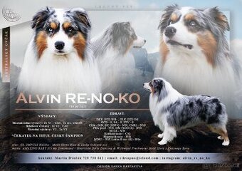 Pes ke krytí AUO Alvin