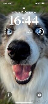 Krytí Border kolie bluemerle