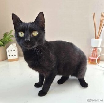 Kočička Astrid hledá nový domov