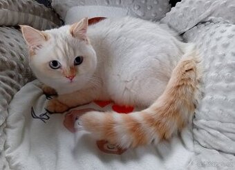 Britský kocourek colorpoint s PP