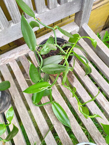 zakořeněné rostliny vanilky