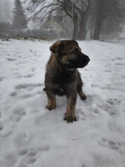 Německý ovčák - štěně s PP