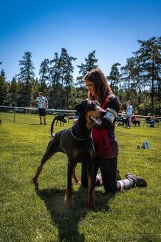 Dobrman - štěňata s FCI PP