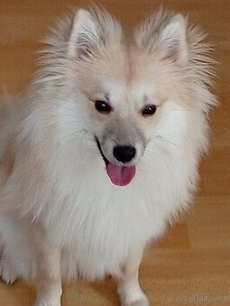 Daruji ročního špice trpasličího