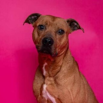 Gaston - x bull, aktivní kluk, cca 5 let