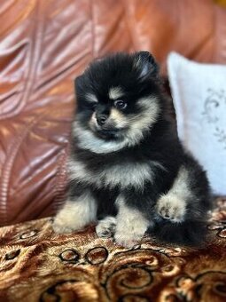 POMERANIAN