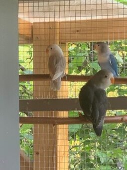 Agapornis Fischerův