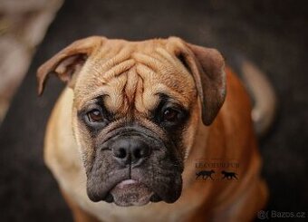 KONTINENTÁLNÍ BULDOK - štěňátka s PP