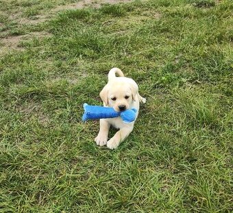 Nabídka štěněte labradorského retrievera