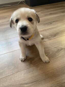 Štěňátka z mixu BOxLabrador s NOxHusky