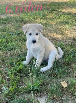 Fenečka z mixu BOxLabrador s NOxHusky