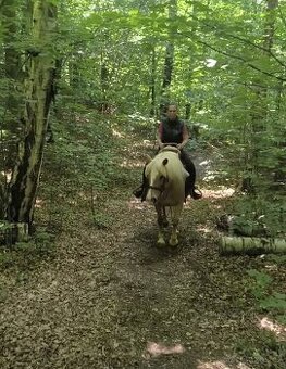 klisna hafling 10let výška 148cm