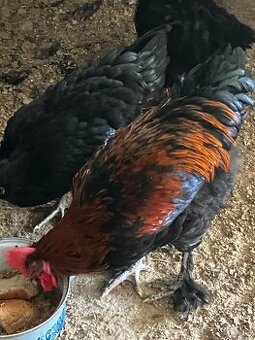 Kohout Marans měděnokrký