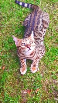 Bengalská kočka