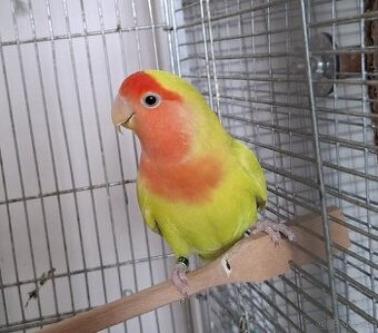 Agapornis růzohrdlý ochočený