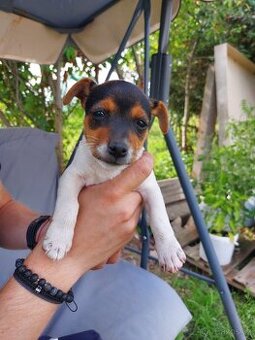 Jack Russell teriér štěňata