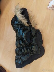 Obleček na čivavu. - 1